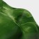 Glass Serving shares "Pepper", 16 × 15 cm, green color