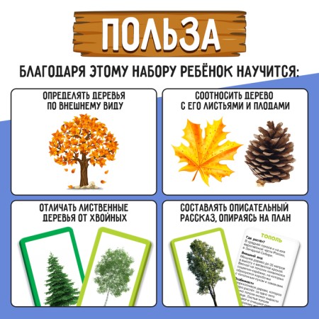 Developing set "coniferous and deciduous trees"-1