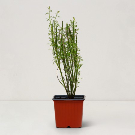 SAGNETS RAKENT "Zelandia", P9 pot, summer 2024-1
