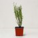 SAGNETS RAKENT "Zelandia", P9 pot, summer 2024