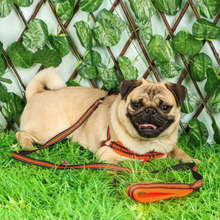 The ammunition kit is soft, reflective, leash 120 x 1.5 cm, Osh 35-53 cm, orange-10