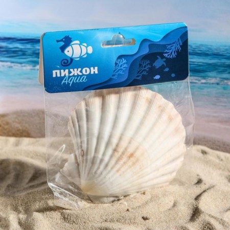 Shell decorative scallop, 10-12 cm-4