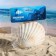 Shell decorative scallop, 10-12 cm