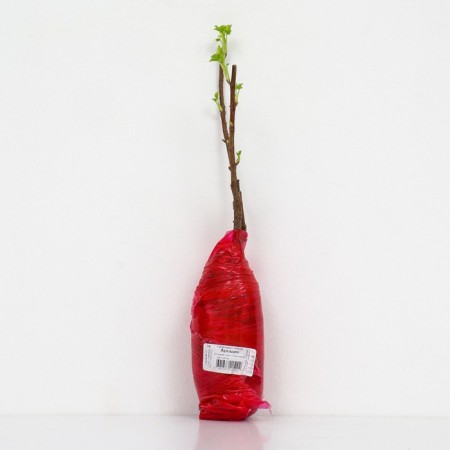 Currant Black Prospective varieties "Arkady", 1 pc, tube, spring 2025-2