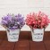 Bonsai in the pot "Garden Paradise" bells, 11x20 cm, mix