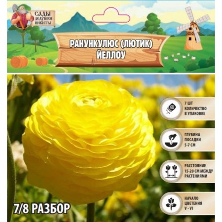 Ranunkulus (Buttercup) Yellow, rr 7/8, 7 pcs, autumn 2024