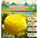 Ranunkulus (Buttercup) Yellow, rr 7/8, 7 pcs, autumn 2024