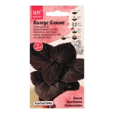 Flower seeds Koleus Bluma 