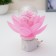 Night "Pink Flower" LED 8x8x12 cm Risalux