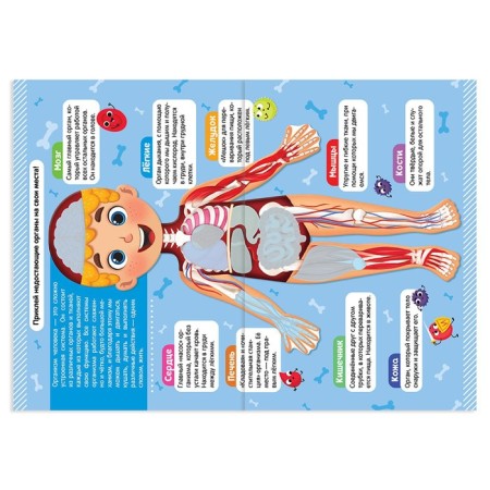 Stickers Set "Human Body", 2 pcs. 16 p.-1
