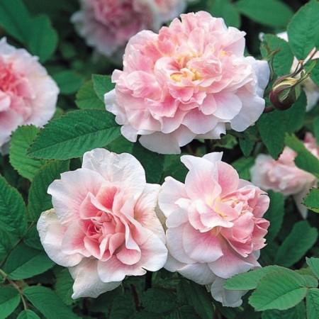 Seedling rose Canadian Park "Martin Frobisher", tube, 1 pc, spring 2025