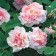 Seedling rose Canadian Park "Martin Frobisher", tube, 1 pc, spring 2025