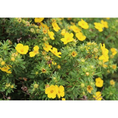 Lapceta shrubby goldfinger, C2 pot, H10-50 height, 1 pc, summer 2024