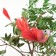 Decor on the clothespin of bird mix set 3pcs 4449370