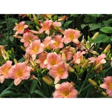Lileynik hybrid emiyili Rose, C2 pot, H10-50 height, 1 pc, summer 2024