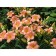 Lileynik hybrid emiyili Rose, C2 pot, H10-50 height, 1 pc, summer 2024