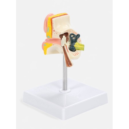 Matcage "Ear in section" 9*7*4cm-3