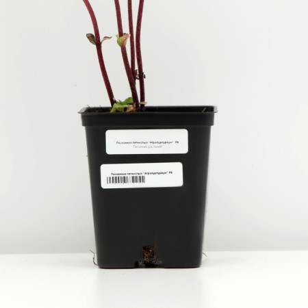Spit -stained "Atropurpureum", P9 pot, 1 pc, Spring 2024-3