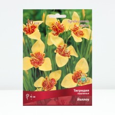 Tigridia Pavliny Yellow, 10 pcs, rr 5/7, spring 2025
