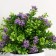 Bonsai in the pot "Ozotamnus in the foliage" 8x16 cm, mix