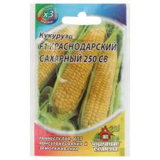 Corn seeds 