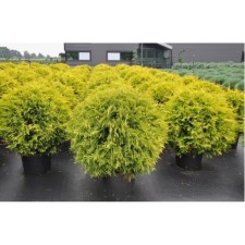 Thuja western Golden Globe, C2 pot, H20-25, 1 pc, summer 2024