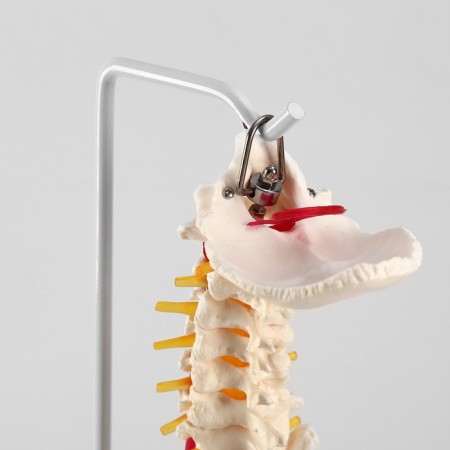 Ladmer's model "Human spine" 74cm-4