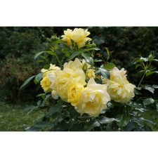 Rose Park Lichtkinigan Lucia, C3.5 pot, H25-45 Height, 1 pc, summer 2024