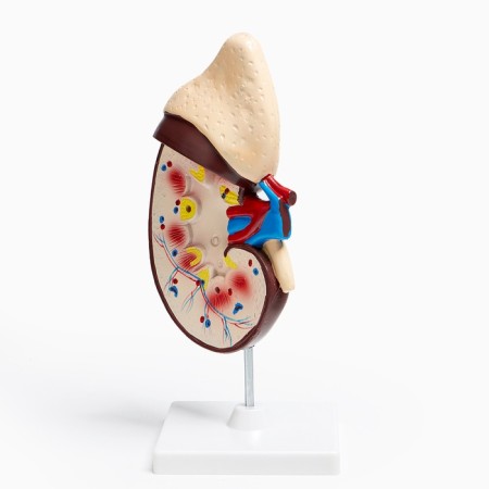 Model "Model of a Human" 14*30cm-8
