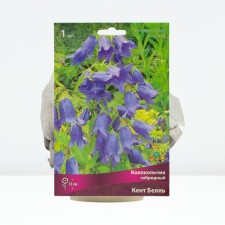 Bell bell Kent Belle, rr I, 1 pc, spring 2025