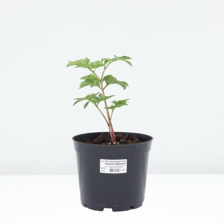 PION Milk -flowered commander performance, pot C3, 1 pc, summer 2024-2