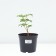 PION Milk -flowered commander performance, pot C3, 1 pc, summer 2024