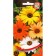 Flower seeds dimorphothek "Nessie" House of seeds, o, 30 pcs