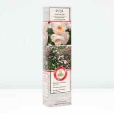 Seedling rose Plesy 