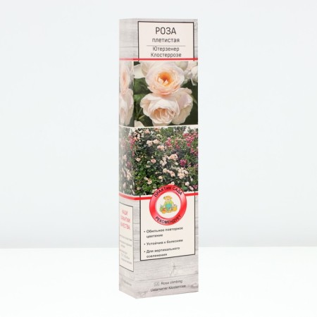 Seedling rose Plesy "Yutersen Klosterrose", tube, 1 pc, spring 2025