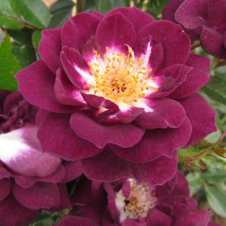 Seedling rose "Diamond Aise", tube, spring 2025