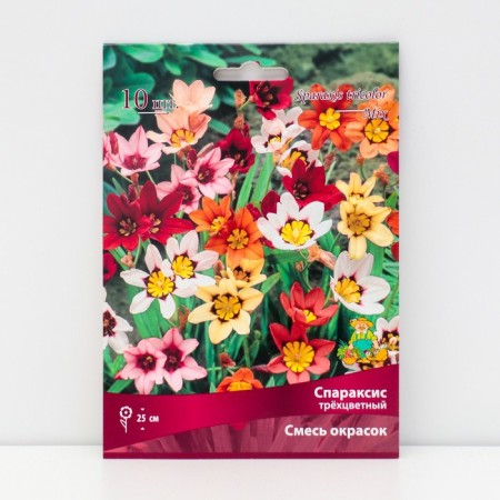 Sparaxis three-flowered chims of colors, 10 pcs, rr 5/+, spring 2025