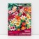 Sparaxis three-flowered chims of colors, 10 pcs, rr 5/+, spring 2025