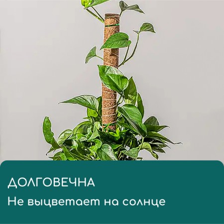 Support for garter plants, h = 50 cm, d = 5 cm, coconut, Greengo-2