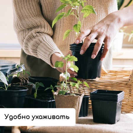 Set for seedlings: glasses of 520 ml (8 pcs), pan 40 × 30 cm, black, Greengo-4