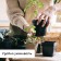 Set for seedlings: glasses of 520 ml (8 pcs), pan 40 × 30 cm, black, Greengo