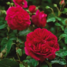 Seedling rose 
