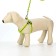 Set "braid", fluorescent, harness 32-48 cm, leash 115 x 1 cm, green