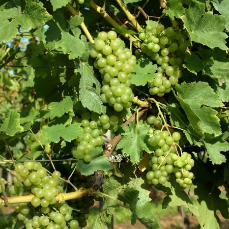 Grapes seedling "Shala Gailunas", tube, spring 2025