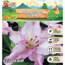 Лилия Восточная "Brasilia", р-р 12/14, 3 шт, Весна 2024
