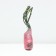 Seedling rose English park "Vanessa Bell", tube, 1 pc, spring 2025