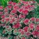Cleanot Telephium "Manster Dark Red", pot C2, 1 pc, Spring 2024