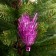 Decoration New Year's foil "Hedgehog" mix