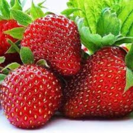 Strawberry Sonata Strawberries (Sonata) a (9-15 mm), P9 pot