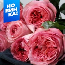 Rose Tea-Hybride Fugue